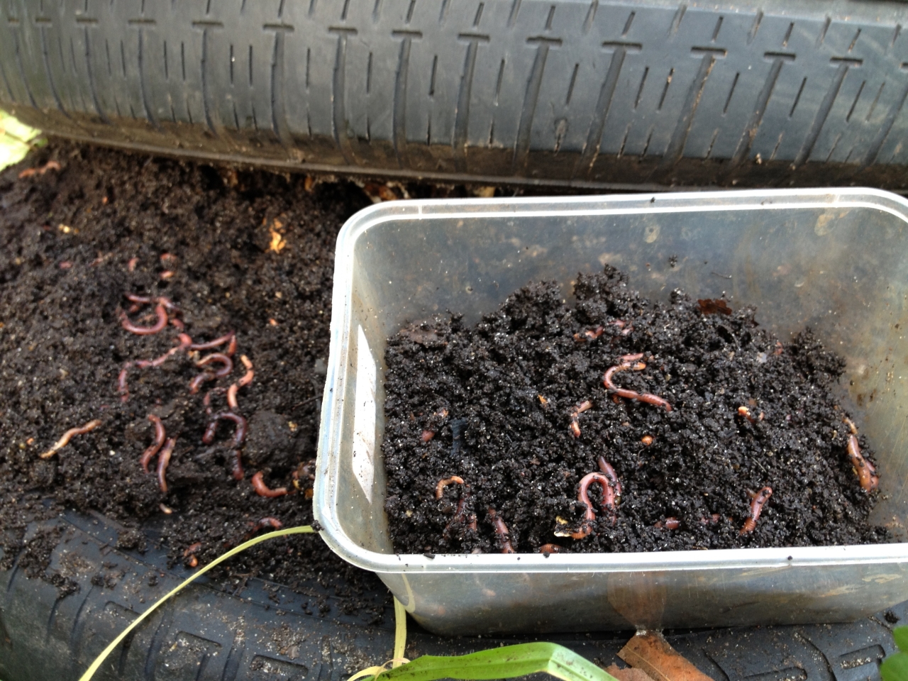 The Benefits Of Using Earthworms for Composting